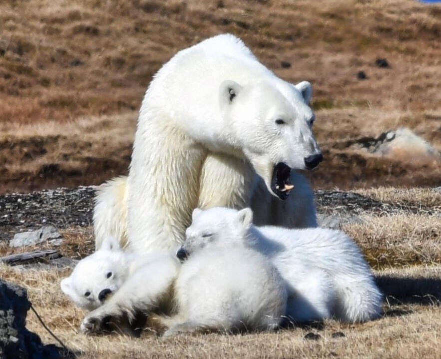 Polar Bear &amp; Cubs, Svalbard